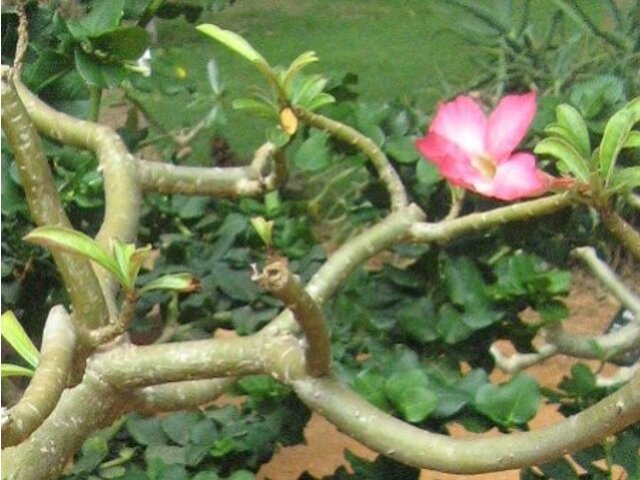 アデニウム Adenium Obesum かぎけん花図鑑