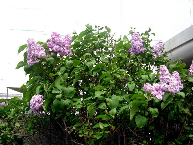 誕生花 6月12日 かぎけん花図鑑