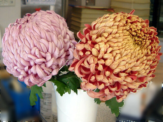 10月の橙色の花 かぎけん花図鑑 10月の橙色の花 かぎけん花図鑑