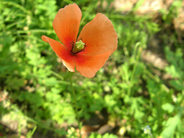 Long headed poppy