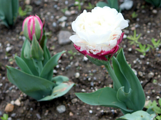 Tulipa  Icecream