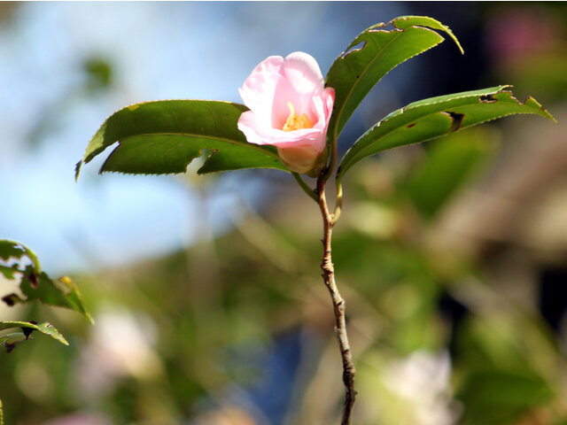 Camellia wabisuke Sukiya