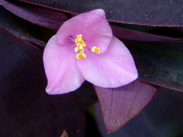 Tradescantia pallida