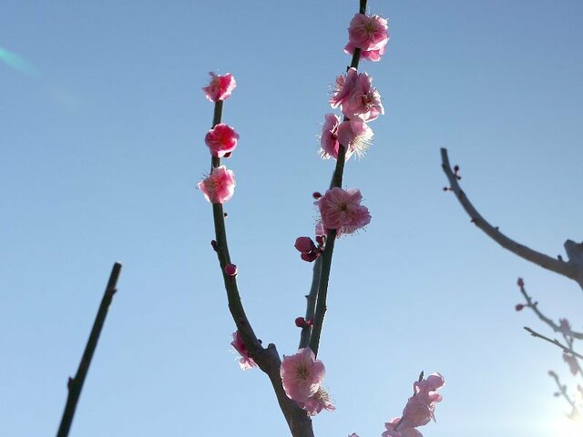 Prunus mume 'Fenhong Zhusac'