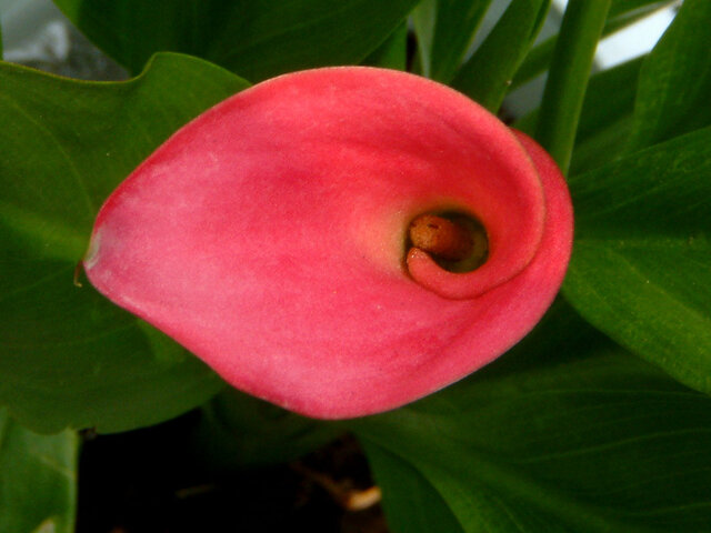 Calla