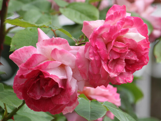 Rose (Rosa 'Pink Powderpuff') in the Roses Database 