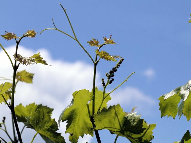 10月17日の誕生花 葡萄 花 かぎけん花図鑑