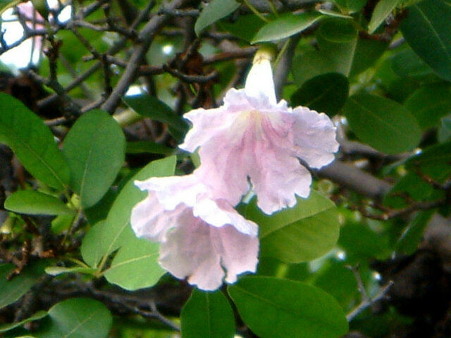 Tabebuia rosea