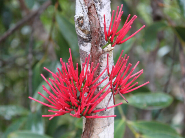 Amyema scandens