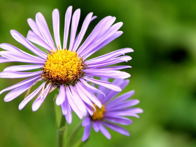 Chrysanthemum weyrichii