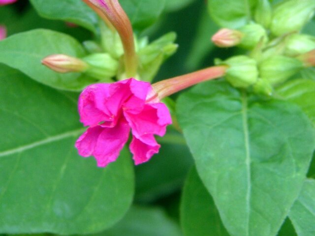 かぎけん花図鑑 8月23日の誕生花 白粉花 月下美人 菩提樹 科技研花图画书