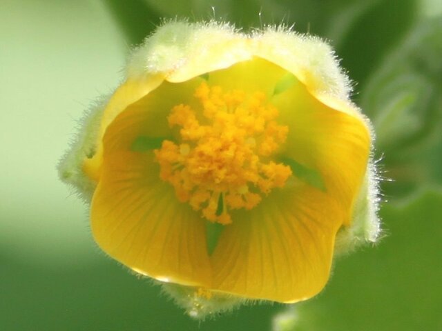 Abutilon theophrasti