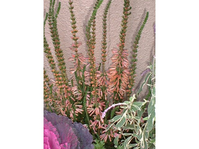 Erica hiemalis 'Christmas Parade'