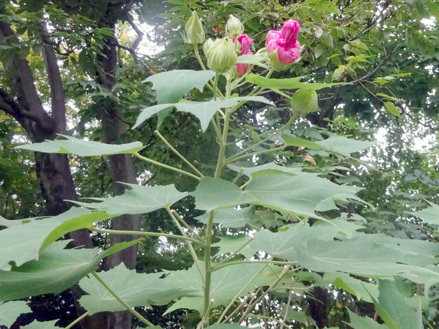 花颜色变化