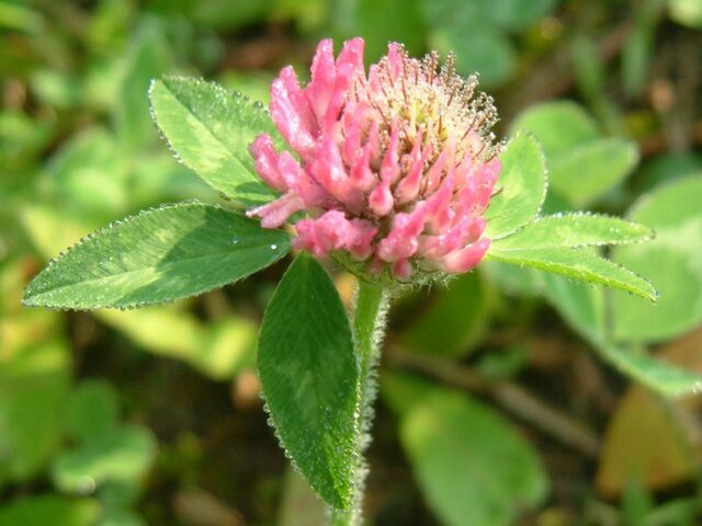 Red clover