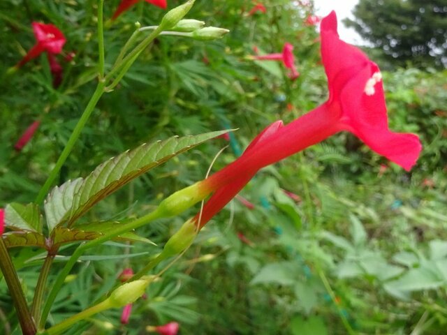 Ipomoea × multifida