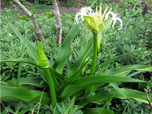 誕生花 7月17日 浜木綿 昼顔 ギボウシ 白薔薇 Flower Database