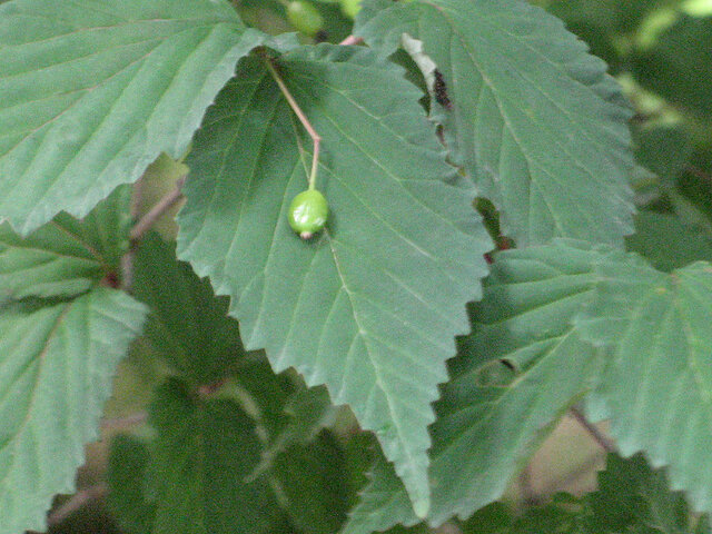 Viburnum phlebotrichum