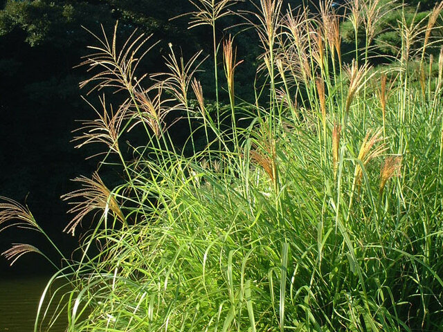 Miscanthus sinensis