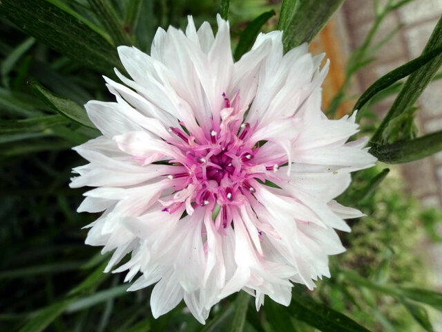 Cornflower