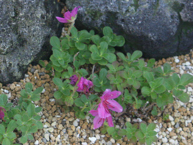 蝦夷杜鵑花