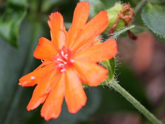 Lychnis haageana