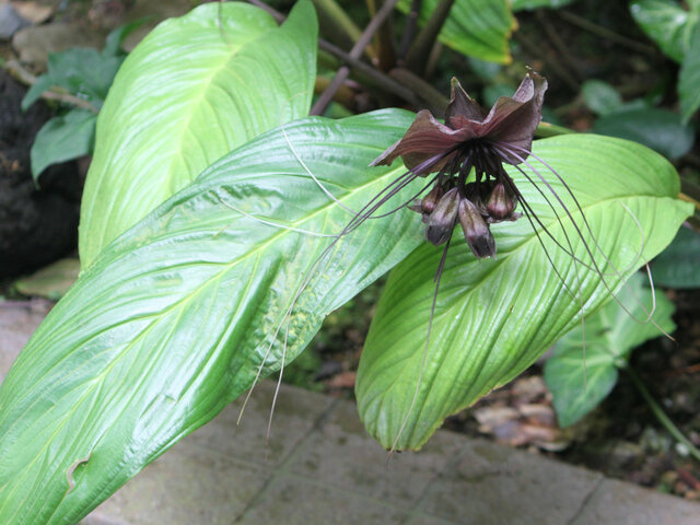 Black bat flower