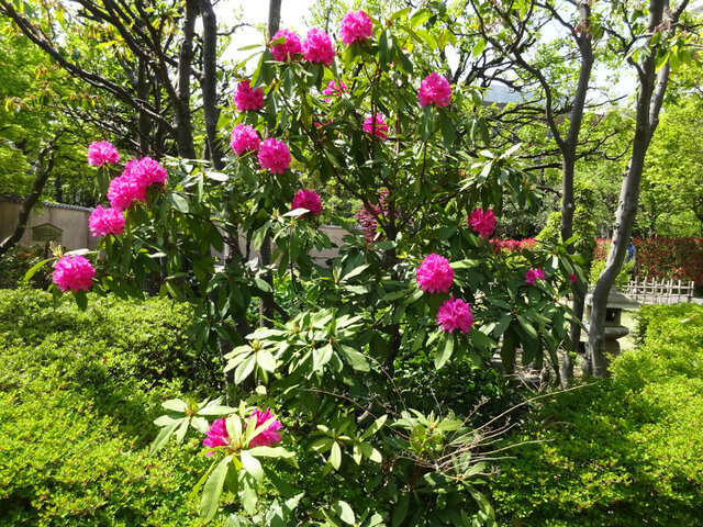 Rhododendron