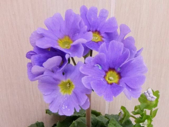 Primula