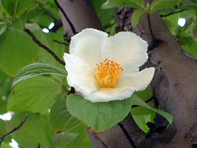 Stewartia pseudocamellia