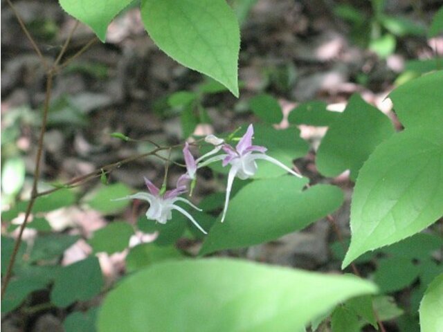 イカリソウ Epimedium Grandiflorum かぎけん花図鑑