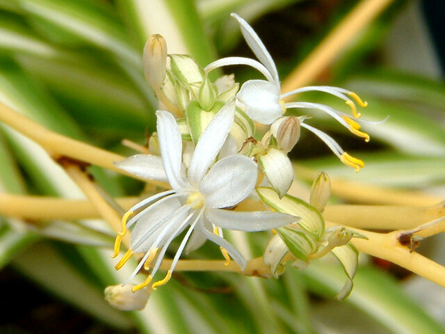 オリヅルラン Chlorophytum Comosum かぎけん花図鑑 オリヅルラン Chlorophytum Comosum かぎけん花図鑑
