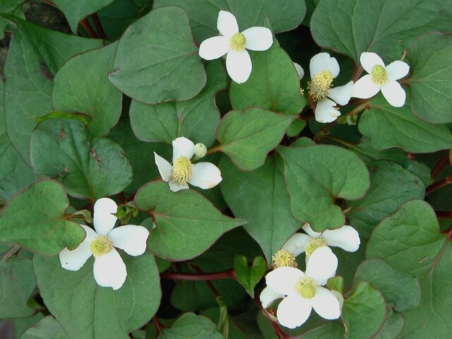 Houttuynia cordata