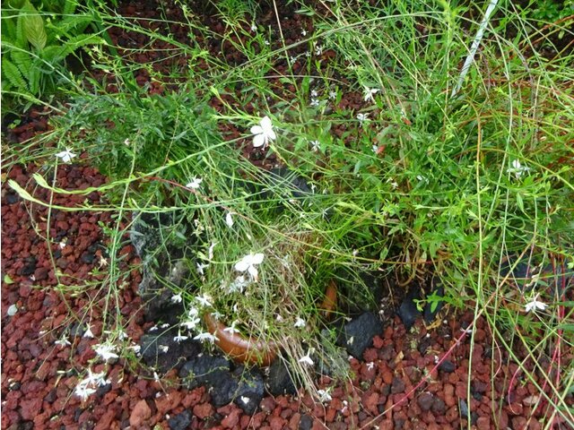 Gaura lindheimeri