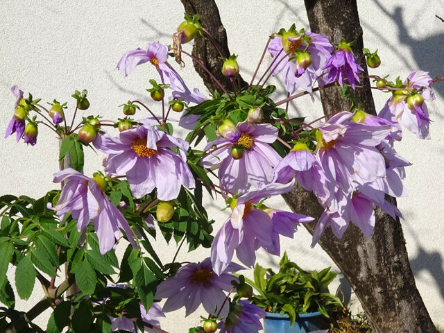 Bell tree dahlia