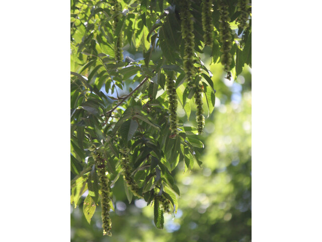 Pterocarya rhoifolia