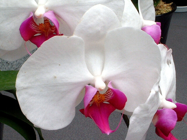 Moth orchid