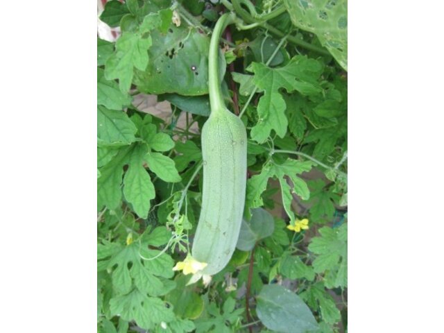 丝瓜 Luffa Cylindrica 科技研花图画书