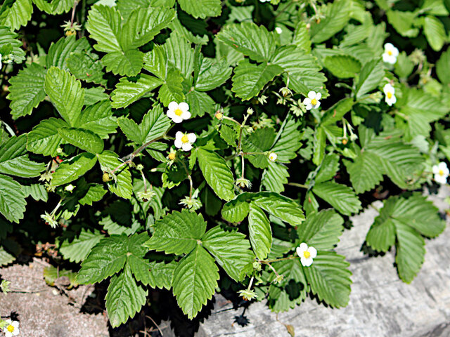 野草莓