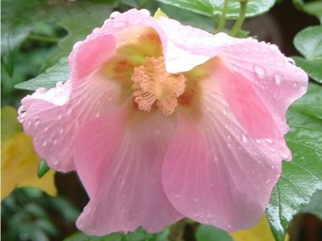 Hibiscus mutabilis