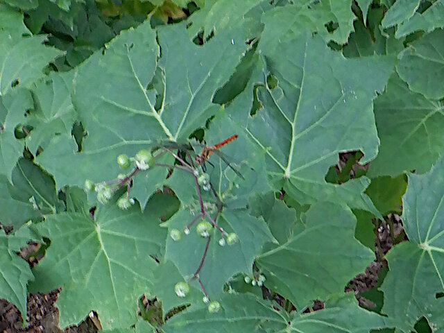 Diphylleia grayi