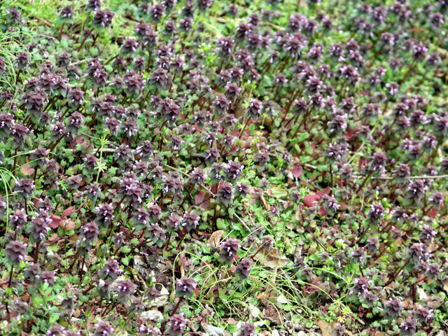 Red Deadnettle