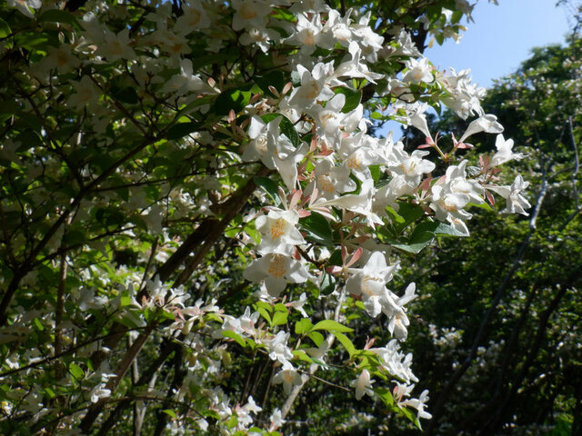 Abelia spathulata