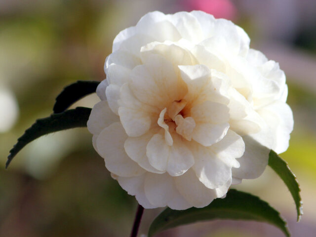 山茶花 姫白菊'