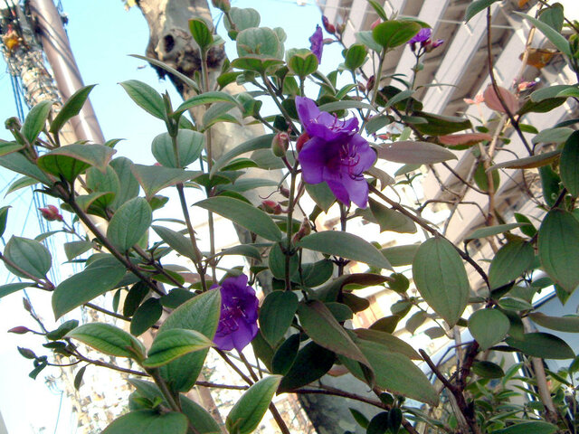 Tibouchina urvilleana