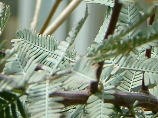 ギンヨウアカシア プルプレア Acacia Baileyana Purpurea かぎけん花図鑑