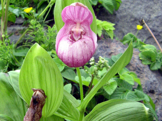 Large-flowered Cypripedium