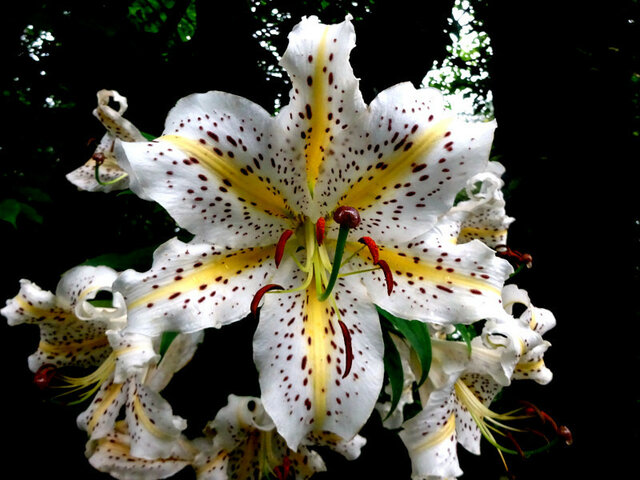 Golden-banded lily