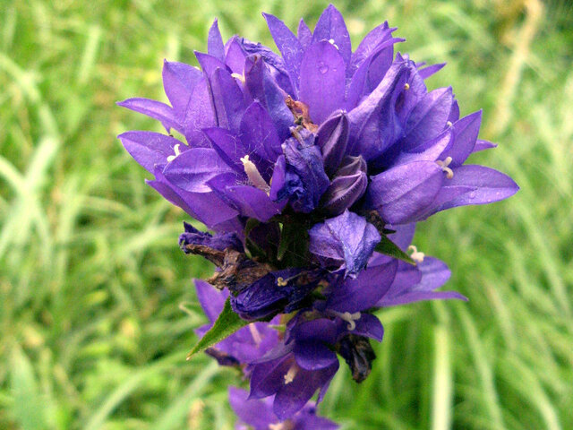 Campanula glomerata "Dahurica"