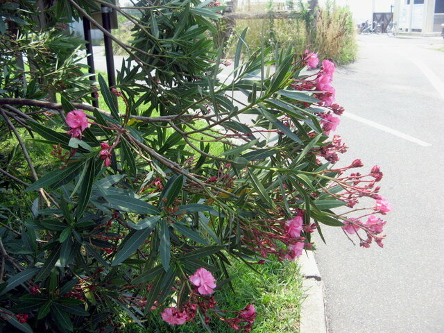 誕生花 8月12日 キョウチクトウ 科技研花图画书
